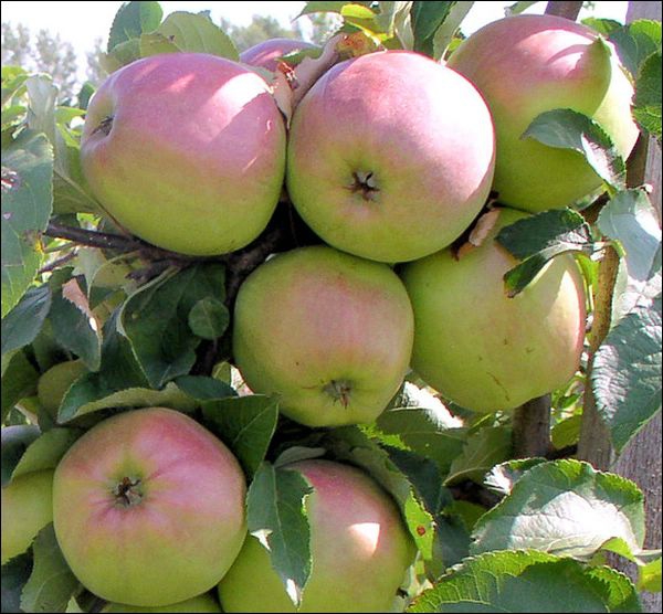Сорт яблок Синап орловский в Кромские сады Орловской области